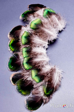 Pfau grün - 6-9 cm - grün-braun-natur